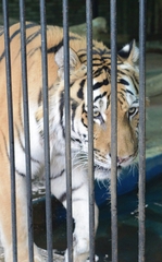 Panthera tigris altaica