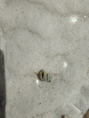 Nassarius pauperatus