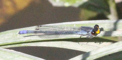 Pseudagrion citricola