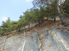 Pinus brutia pityusa
