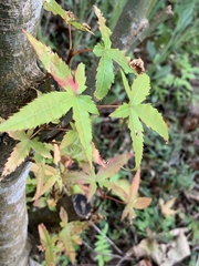 Acer serrulatum