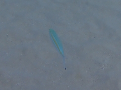 Caesio caerulaurea