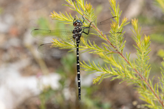 Archaeosynthemis leachii