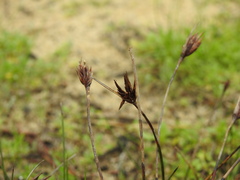 Schoenus nigricans