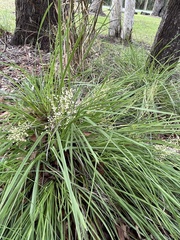 Lomandra laxa
