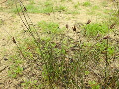 Schoenus nigricans