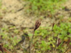 Schoenus nigricans