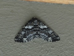 Phthonandria pinguis