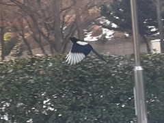 Pica serica