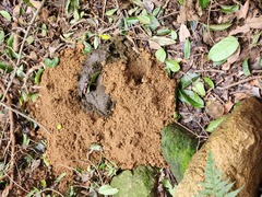 Odontotermes formosanus