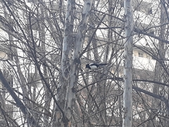 Pica serica