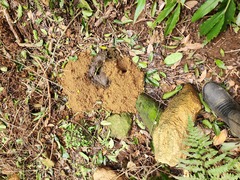 Odontotermes formosanus