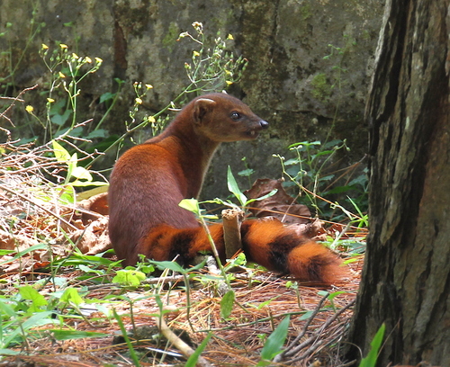 Ring-tailed Vontsira