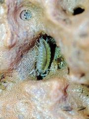 Halophiloscia couchii