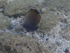 Chaetodon nigropunctatus