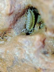 Halophiloscia couchii