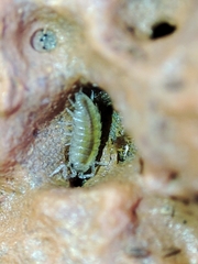 Halophiloscia couchii