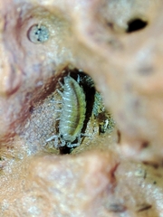 Halophiloscia couchii