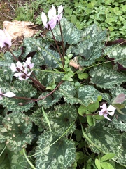 Cyclamen persicum