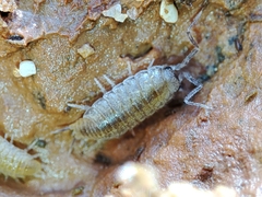 Halophiloscia couchii