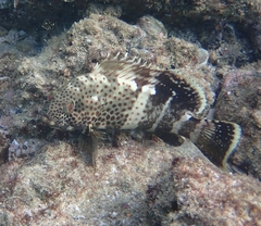 Epinephelus stoliczkae