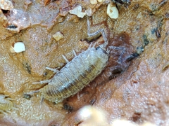 Halophiloscia couchii