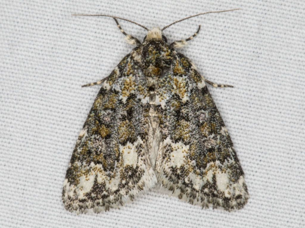 Cryphia Moth