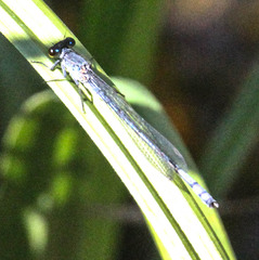 Pseudagrion citricola