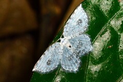 Leucodrepana serratilinea