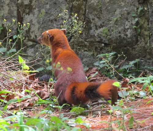 Ring-tailed Vontsira