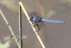 Trithemis dorsalis