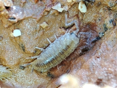 Halophiloscia couchii