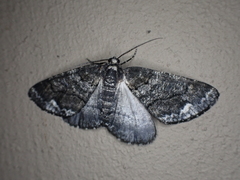 Phthonandria pinguis