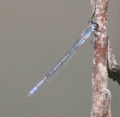 Pseudagrion citricola