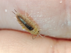 Halophiloscia couchii