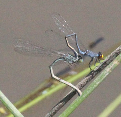 Pseudagrion citricola