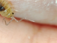 Halophiloscia couchii