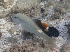 Parupeneus margaritatus