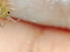 Halophiloscia couchii