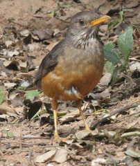 Turdus olivaceus