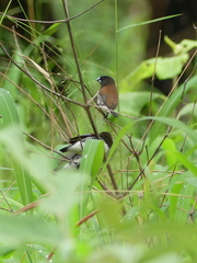 Spermestes bicolor nigriceps
