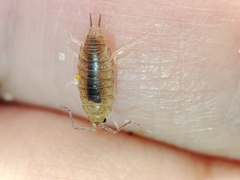 Halophiloscia couchii