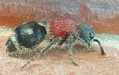 Macromyrme