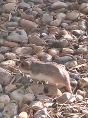 Saccostomus campestris