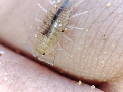 Halophiloscia couchii