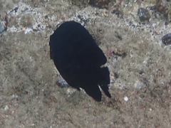 Neoglyphidodon melas