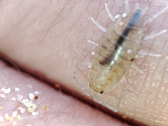 Halophiloscia couchii