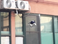 Pica serica