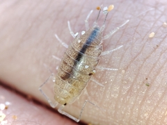 Halophiloscia couchii