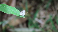 Megisba malaya sikkima